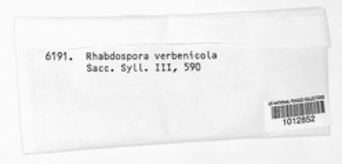 Rhabdospora verbenicola image